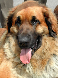 LEONBERGER 